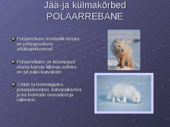 Loodusvööndite loomastik #2