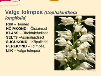 Teise kaitsekategooria looma ja taimeliigid-powepoint #16