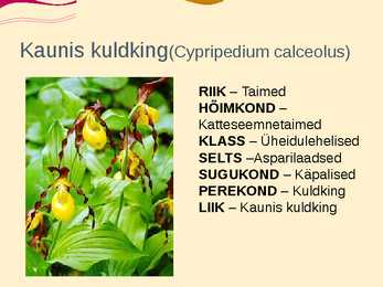 Teise kaitsekategooria looma ja taimeliigid-powepoint #18
