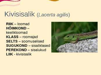 Teise kaitsekategooria looma ja taimeliigid-powepoint #8