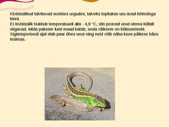 Teise kaitsekategooria looma ja taimeliigid-powepoint #10