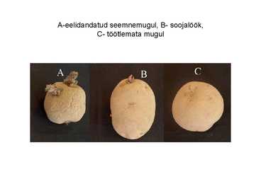 Eritaimekasvatus #52