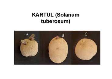 Eritaimekasvatus