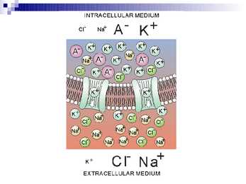 Bioelekter Esitlus #11