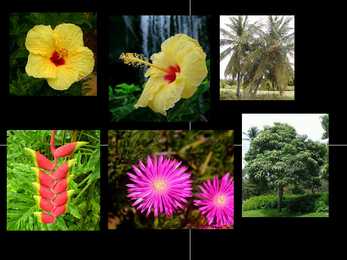 Hawaii saared-Powerpoint #7