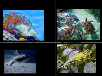 Hawaii saared-Powerpoint #8