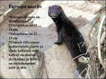 Euroopa naarits #2