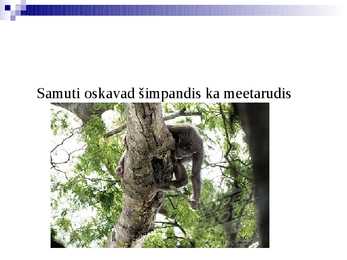 Kogu tõde simpansidest #9