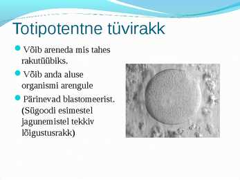 Tüvirakud ja rakuteraapia #4