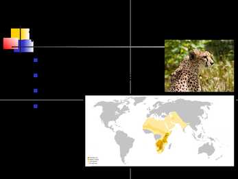 Cheetah #2