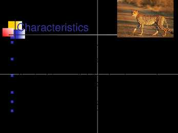 Cheetah #3