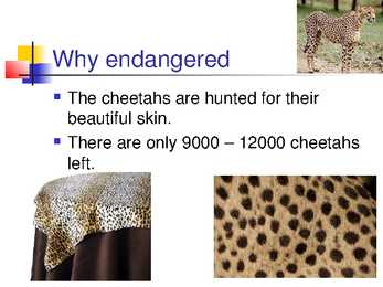 Cheetah #4