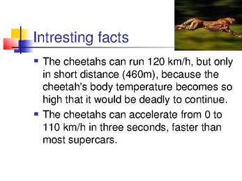 Cheetah #5