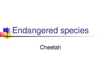 Cheetah