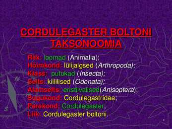 CORDULEGASTER BOLTONI #2