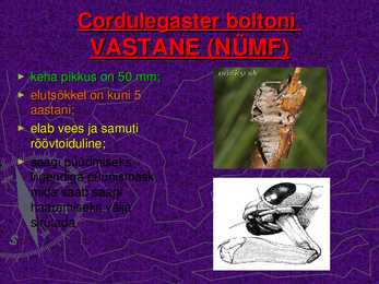 CORDULEGASTER BOLTONI #11
