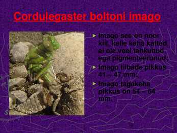 CORDULEGASTER BOLTONI #12