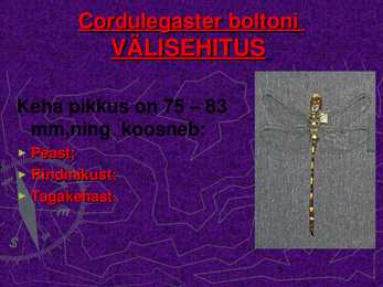 CORDULEGASTER BOLTONI #5
