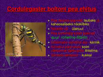 CORDULEGASTER BOLTONI #6