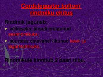 CORDULEGASTER BOLTONI #7