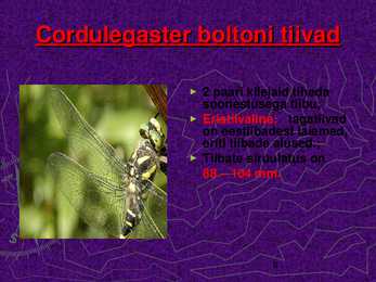 CORDULEGASTER BOLTONI #8