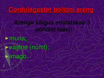 CORDULEGASTER BOLTONI #10