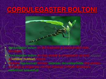 CORDULEGASTER BOLTONI