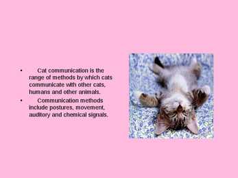 Animal communication - CATS #2