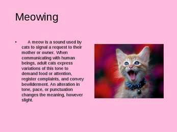 Animal communication - CATS #3
