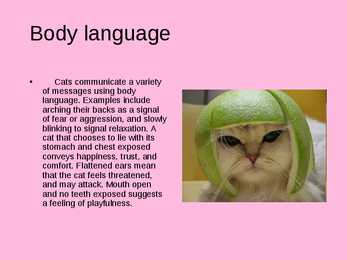 Animal communication - CATS #5