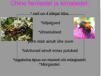 Herilased & Kimalased #2