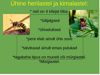 Herilased & Kimalased #3