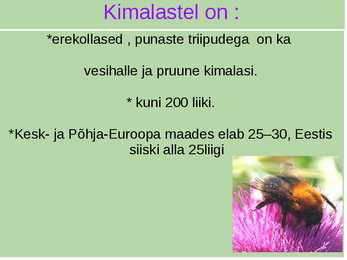 Herilased & Kimalased #8