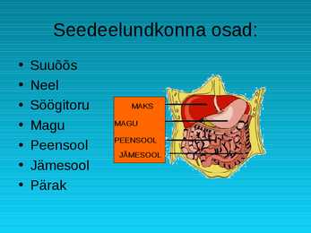 Seedeelundkonna ehitus #2