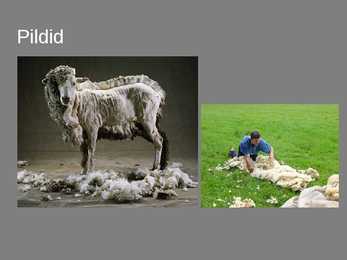 Lambavill- slaidid- #7