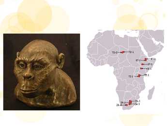 Australopiteegid #6