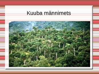 Kuuba #15