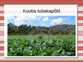 Kuuba #16