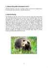 Braunbär #3