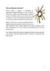 Psilocybe cubensis #4