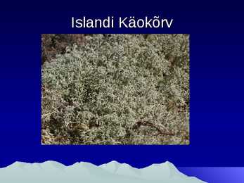 Island- slaidid- #7
