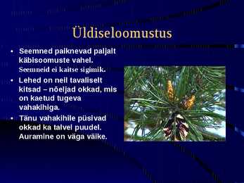 Paljasseemnetaimed #3