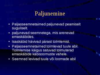 Paljasseemnetaimed #4