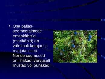 Paljasseemnetaimed #7