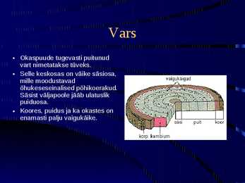 Paljasseemnetaimed #8