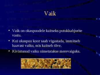 Paljasseemnetaimed #9