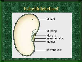 Seemned #6
