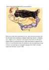 Egon Schiele #6