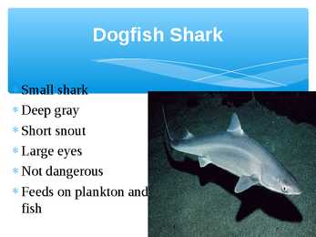 Presentation Sharks #2