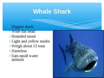 Presentation Sharks #3